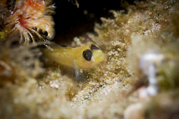 Blackeye Goby (Coryphopterus nicolsi)