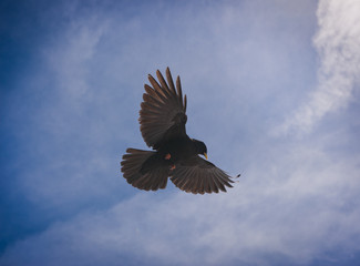 Alpine blackbird flying in blue sky. Mountain wildlife. - 31695222