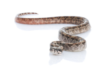 T-positive Nicaraguan Boa (Boa constrictor imperators)