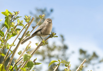 Tiny bird on branch