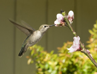 Humming Bird feeding on blossoms