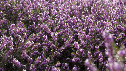 gros plan sur massif de bruy&egrave;re