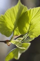 bourgeons tendres de tilleul