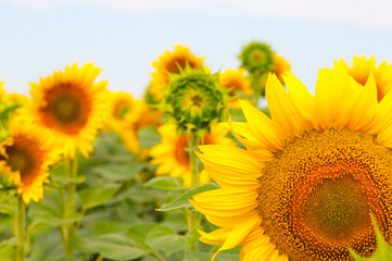 sunflower field .