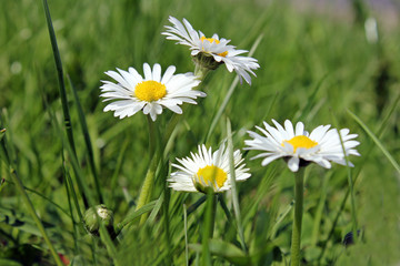 Daisies
