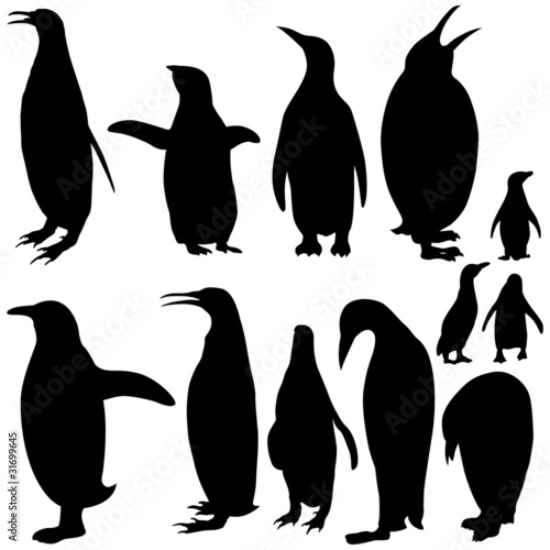 "Vector illustration of Penguin Silhouettes on white background." Stock