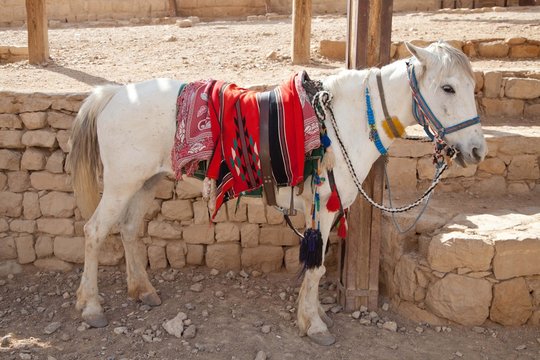 Arabisches Reitpferd