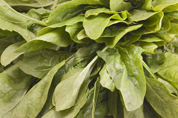 Fototapeta premium Spinach