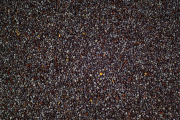 Poppy seeds texture - close view