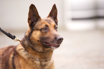 Belgian malinois