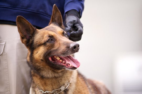 Belgian malinois