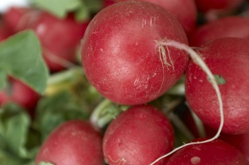 Radieschen