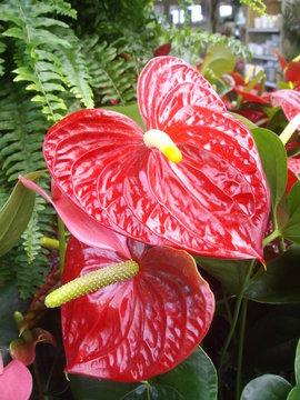 Langue de feu - Anthurium spp.