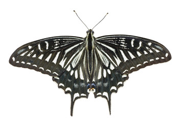 Butterfly (Papilio xuthus) 15