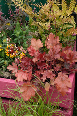 heuchera regal caramel