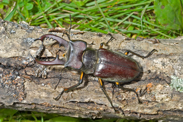 Male of Stag-beetle 14