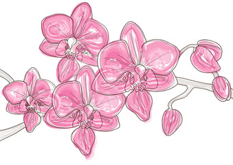 Pink orchids