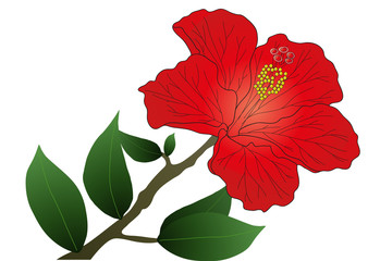 Red hibiscus
