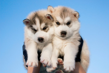 couple of grey siberian husky puppies against the blue sky
