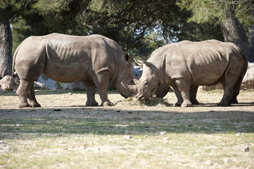 Obraz premium Rhinocéros