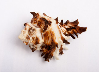 isolated sea shell