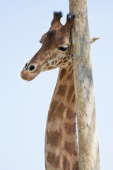 Girafe