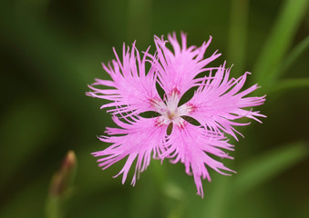 カワラナデシコ