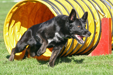 Agility - Sch&auml;ferhund im Tunnel