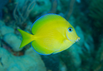Juvenile Blue Tang, picture taken in south east Florida..