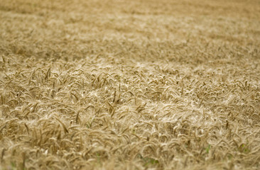 Fields of wheat