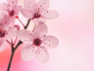 pink flower - 31705085