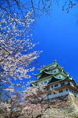 名古屋城と桜