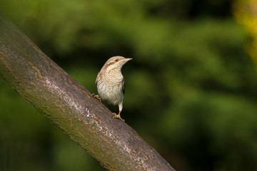 wryneck / Jynx torquilla
