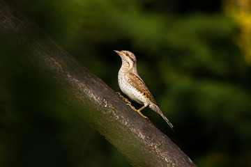 wryneck / Jynx torquilla