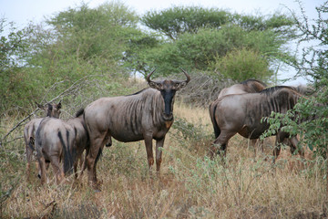 Wildebeest grazing