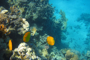 Fototapeta na wymiar żółty ryb