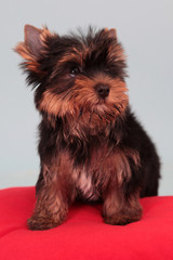 Small dog on a red pillow.