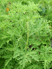 géranium rosat de l'île de la Réunion, huiles essentielles