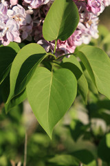feuille de lilas