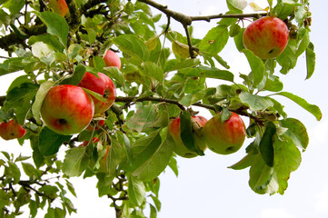 Apfelbaum