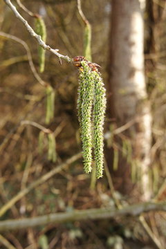 Zitterpappel Bl&uuml;te