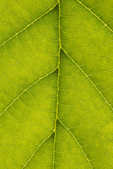 texture di macro di foglie verdi