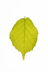foglia su fondo bianco
