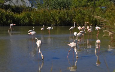 Flamants rose