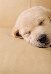 Labrador puppy