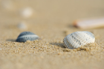 Shells at the beach