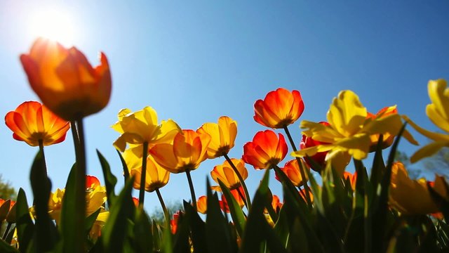 Tulpen im Gegenlicht