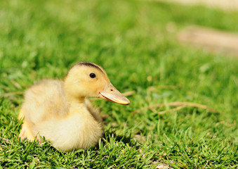 duckling