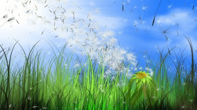 moving dandelion and grass with flying fuzz