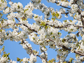 cherry flower background